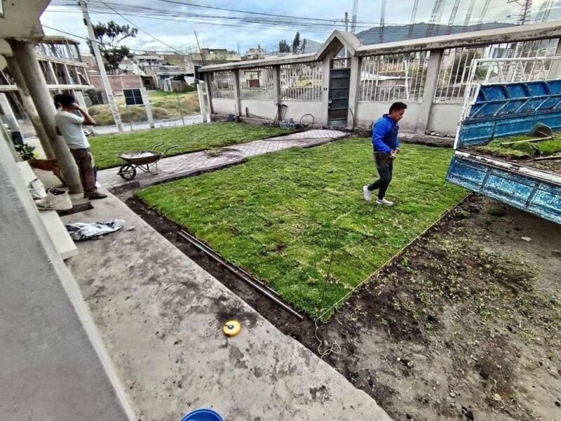 Se instala césped natural