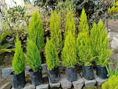 Depósito de Plantas