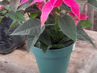 Depósito de Plantas