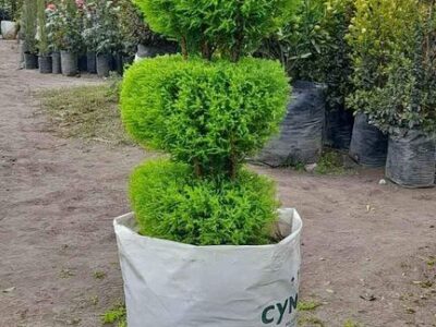 Depósito de Plantas